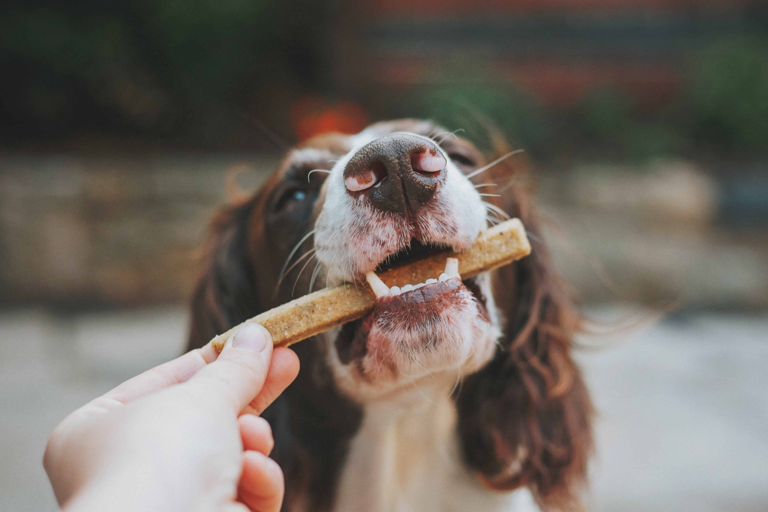 Cómo empezar un negocio de galletas para perros desde casa y ganar miles de dólares al mes